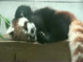 埼玉県こども動物自然公園　レッサーパンダ　お昼寝中のラテ